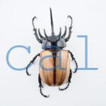 E.gracilicornis L1