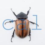 E.gracilicornis S