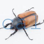 E.gracilicornis S