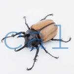 E.gracilicornis M