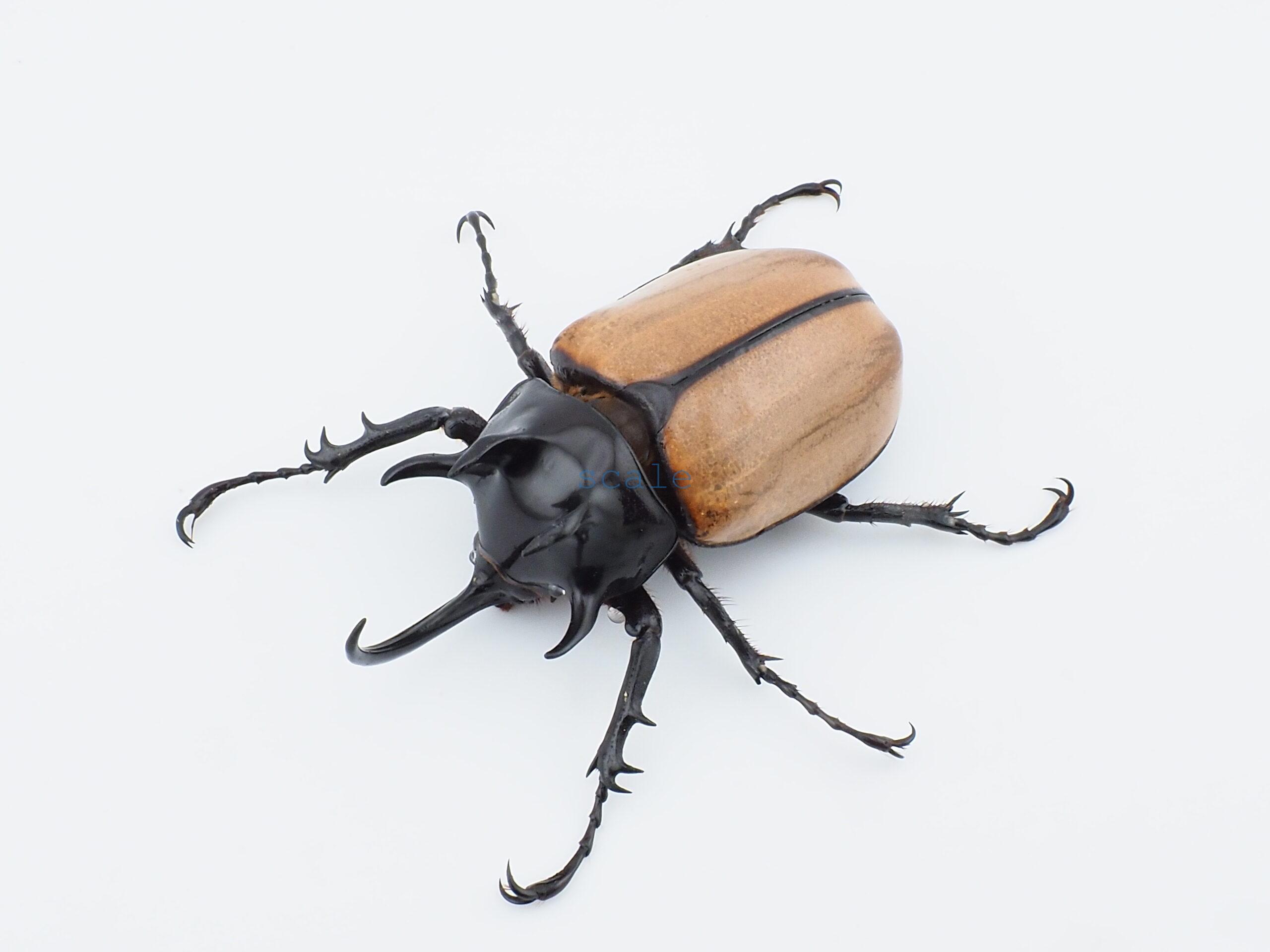 E.gracilicornis M