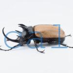 E.gracilicornis M