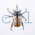 E.gracilicornis M