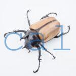 E.gracilicornis S