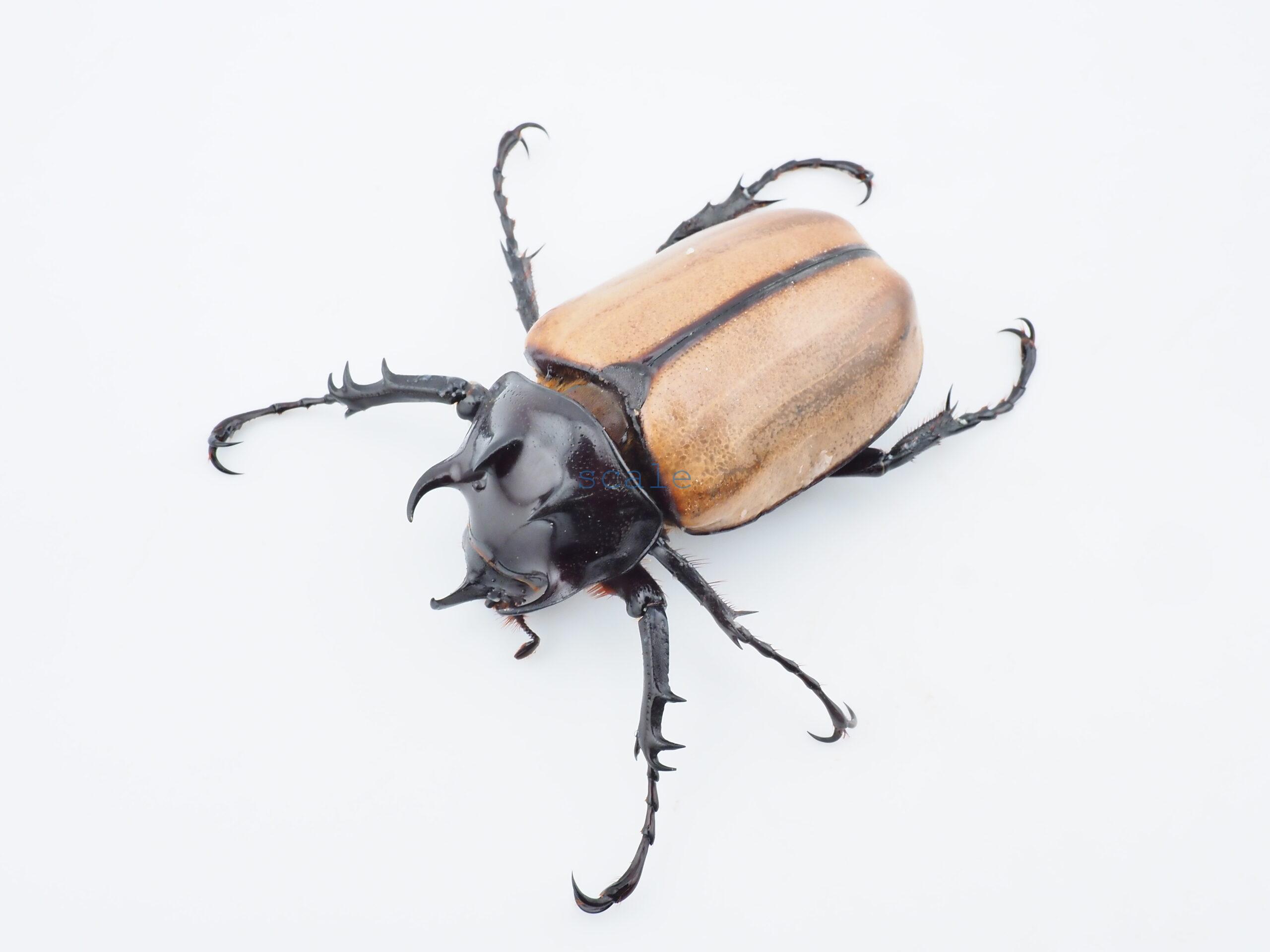 E.gracilicornis S