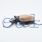 E.gracilicornis S