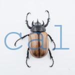 E.gracilicornis S
