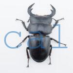 Dorcus antaeus miyashitai1