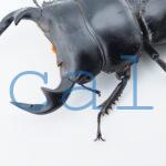 Dorcus antaeus miyashitai1