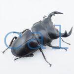 Dorcus antaeus miyashitai1