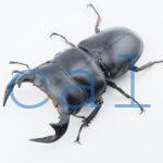 Dorcus antaeus miyashitai1