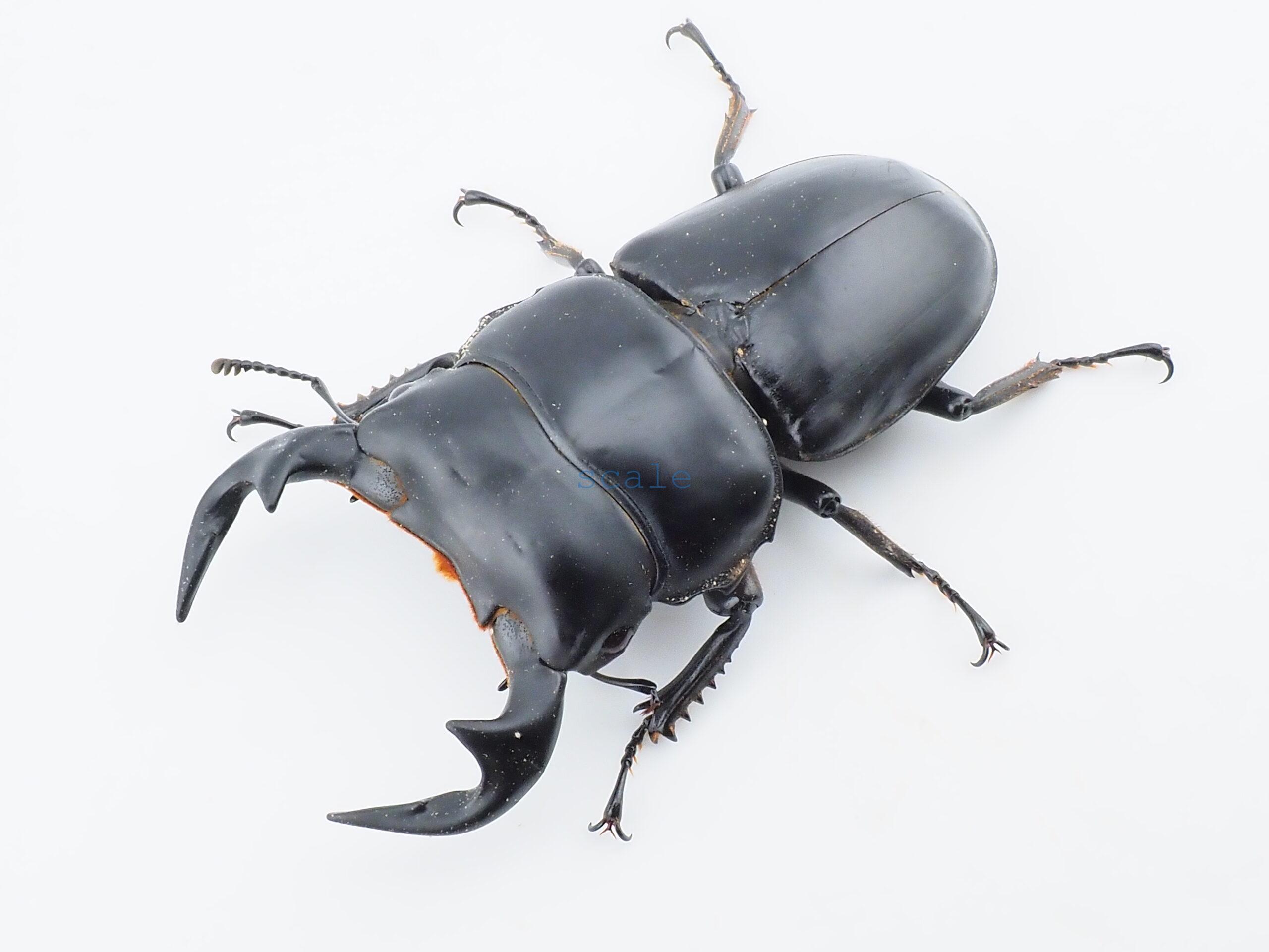 Dorcus antaeus miyashitai1