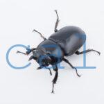 Dorcus antaeus miyashitai1