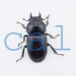 Dorcus antaeus miyashitai1