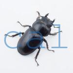 Dorcus antaeus miyashitai1