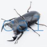 Dorcus antaeus miyashitai2