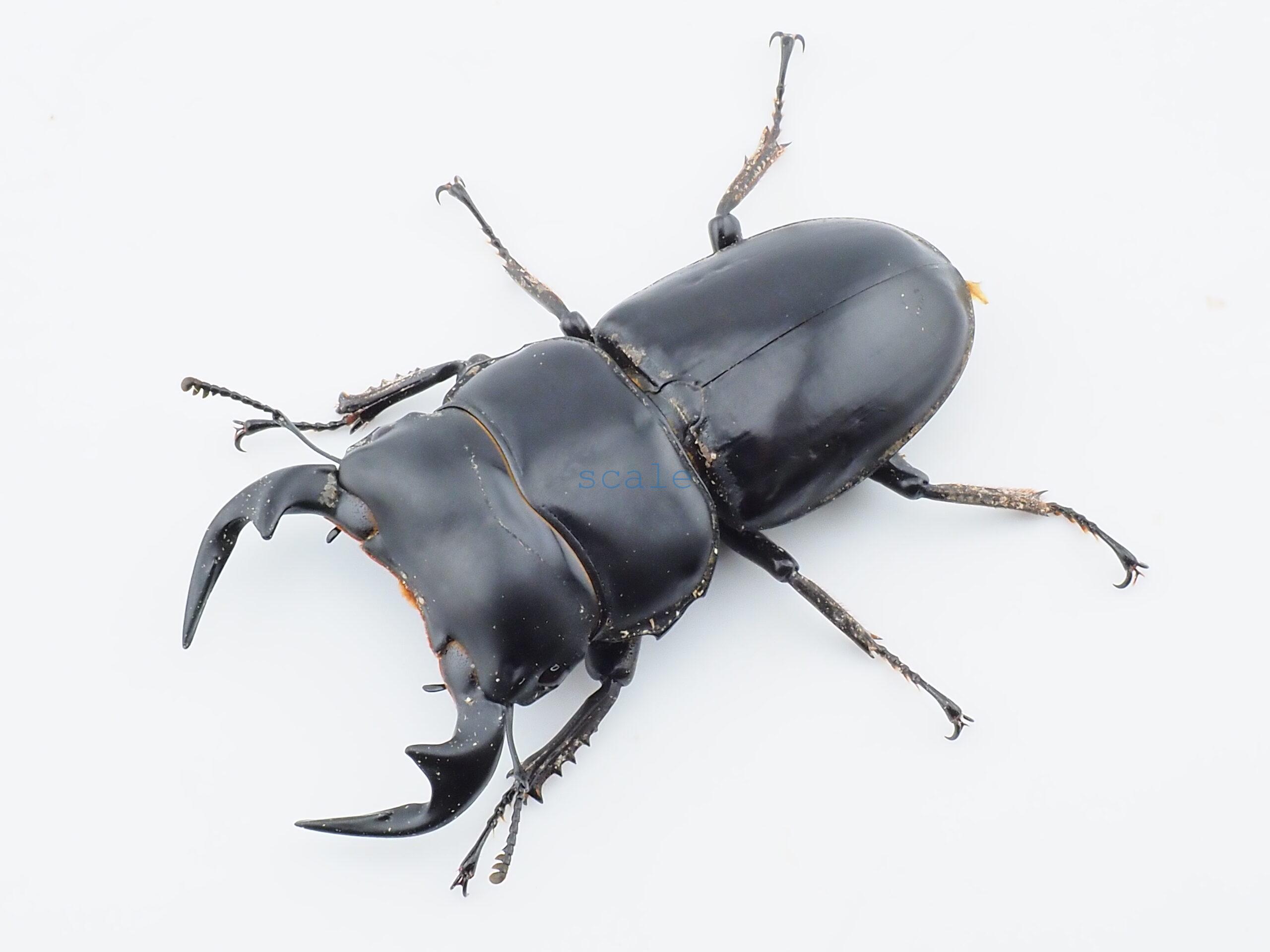 Dorcus antaeus miyashitai2