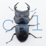 Dorcus antaeus miyashitai2