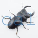 Dorcus antaeus miyashitai2