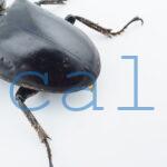Dorcus antaeus miyashitai2