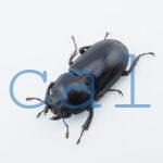 Dorcus antaeus miyashitai2
