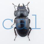 Dorcus antaeus miyashitai2