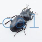Dorcus antaeus miyashitai2