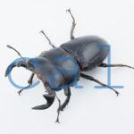 Dorcus antaeus miyashitai3