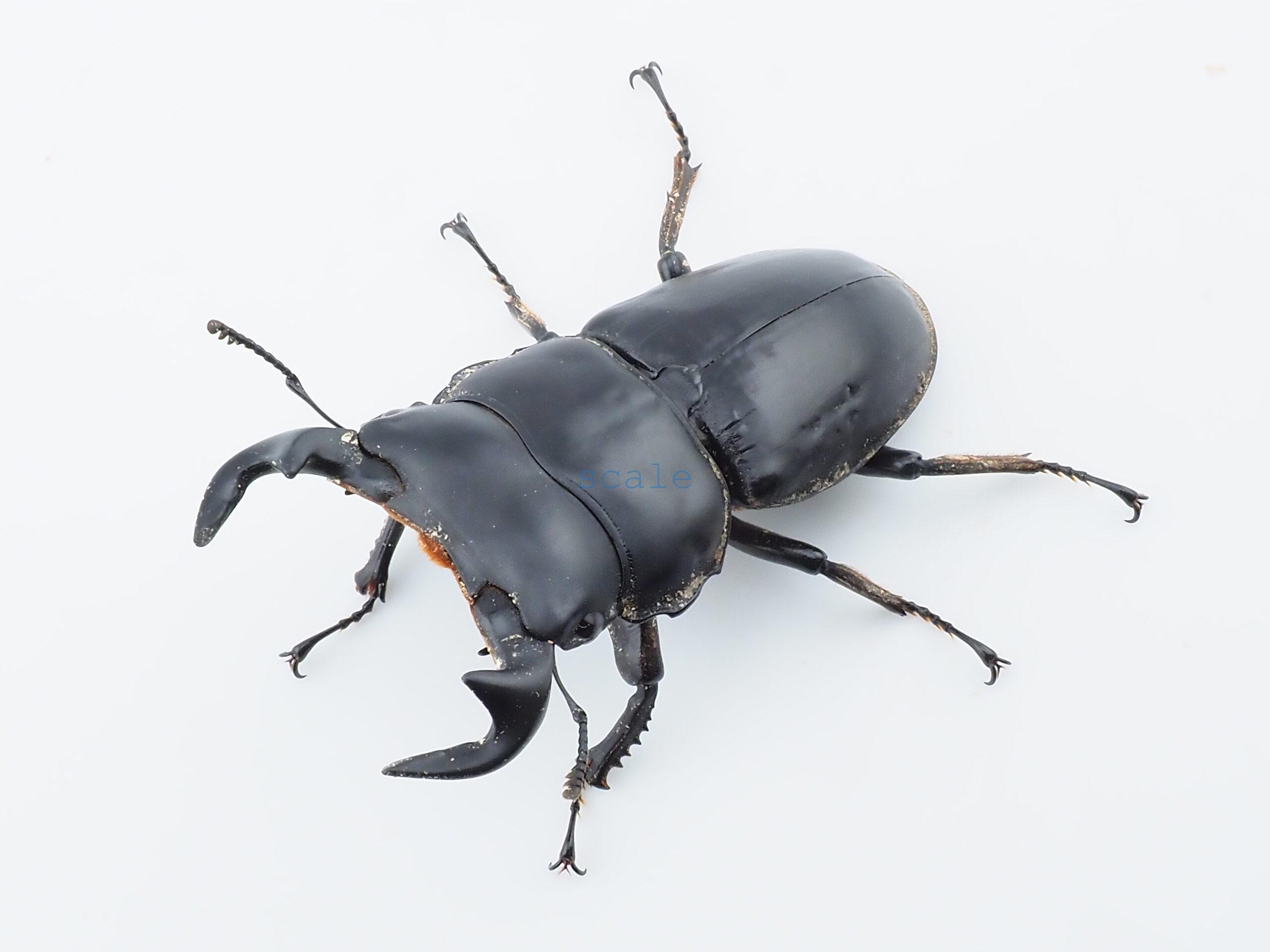 Dorcus antaeus miyashitai3