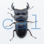Dorcus antaeus miyashitai3