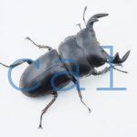 Dorcus antaeus miyashitai3