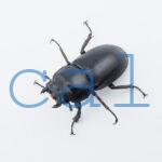 Dorcus antaeus miyashitai3