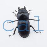 Dorcus antaeus miyashitai3