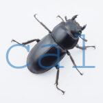 Dorcus antaeus miyashitai3