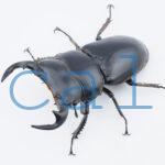 Dorcus antaeus miyashitai4