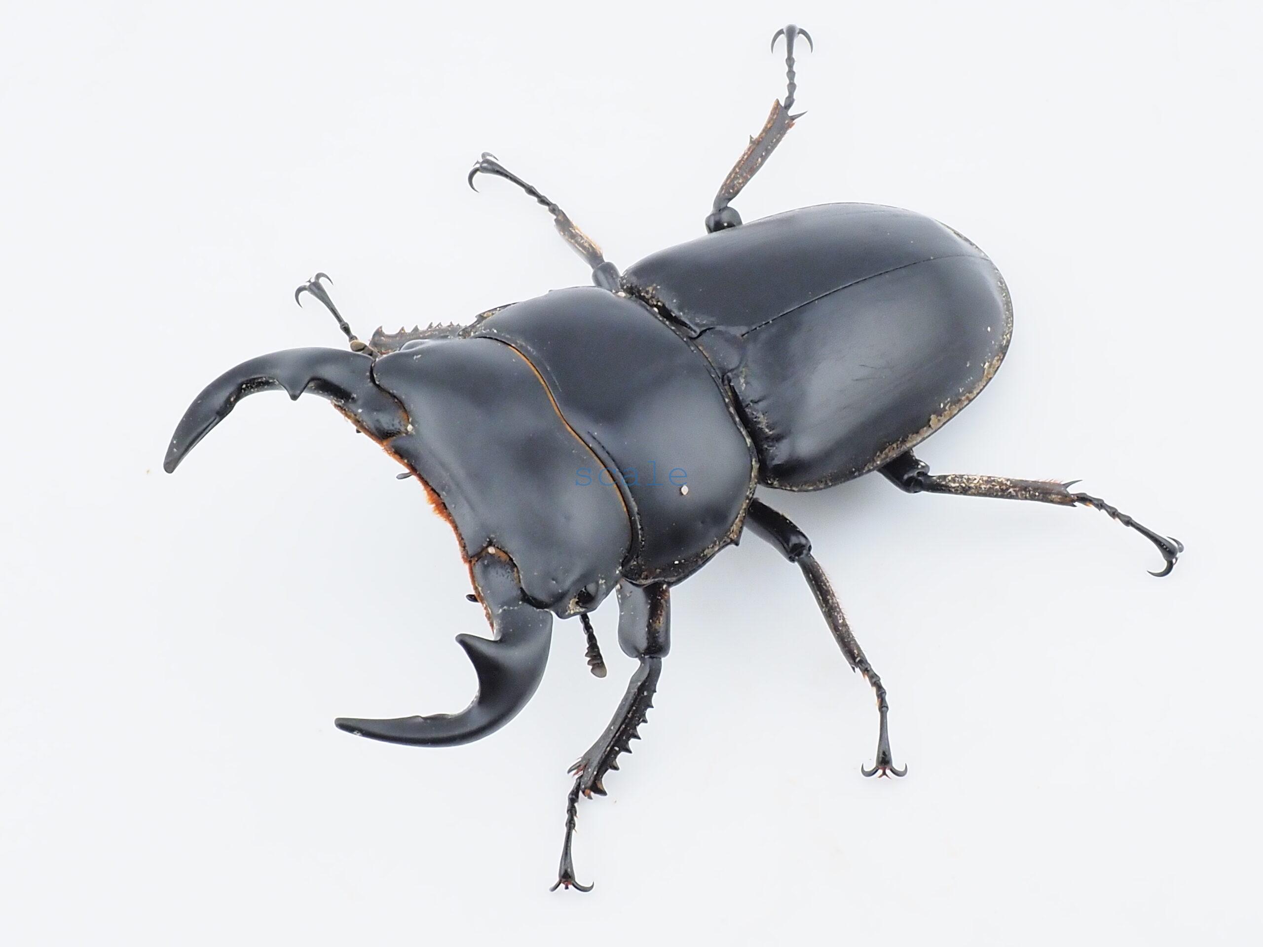 Dorcus antaeus miyashitai4