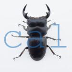 Dorcus antaeus miyashitai4