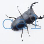 Dorcus antaeus miyashitai4