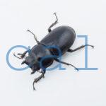 Dorcus antaeus miyashitai4