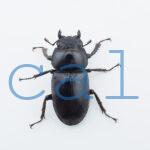 Dorcus antaeus miyashitai4