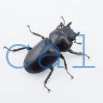 Dorcus antaeus miyashitai4