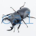 Dorcus grandis grandis1