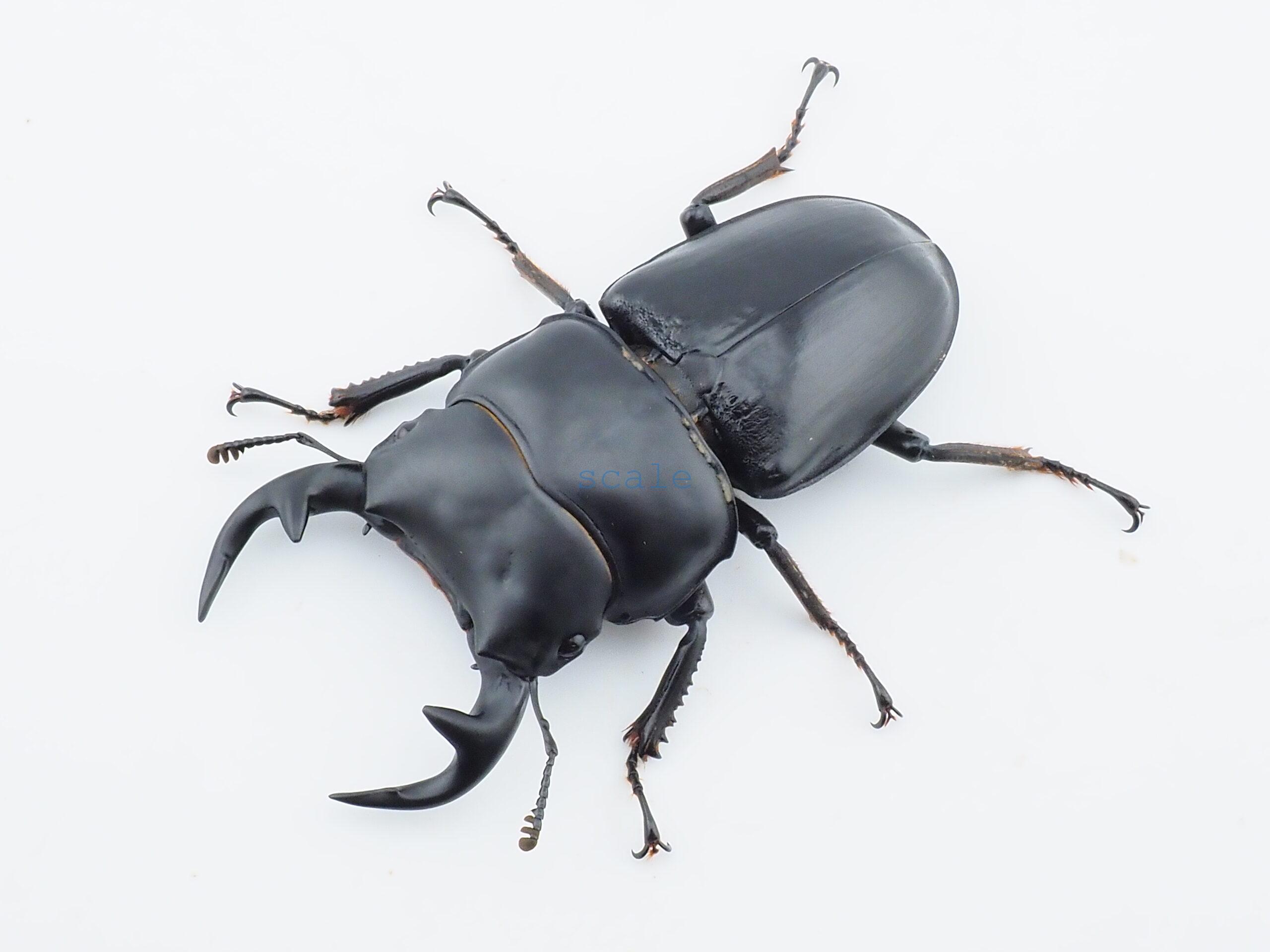 Dorcus grandis grandis1
