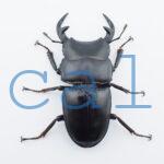 Dorcus grandis grandis1