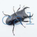 Dorcus grandis grandis1