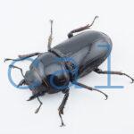 Dorcus grandis grandis1