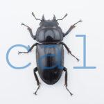Dorcus grandis grandis1