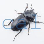 Dorcus grandis grandis1