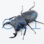 Dorcus grandis grandis2