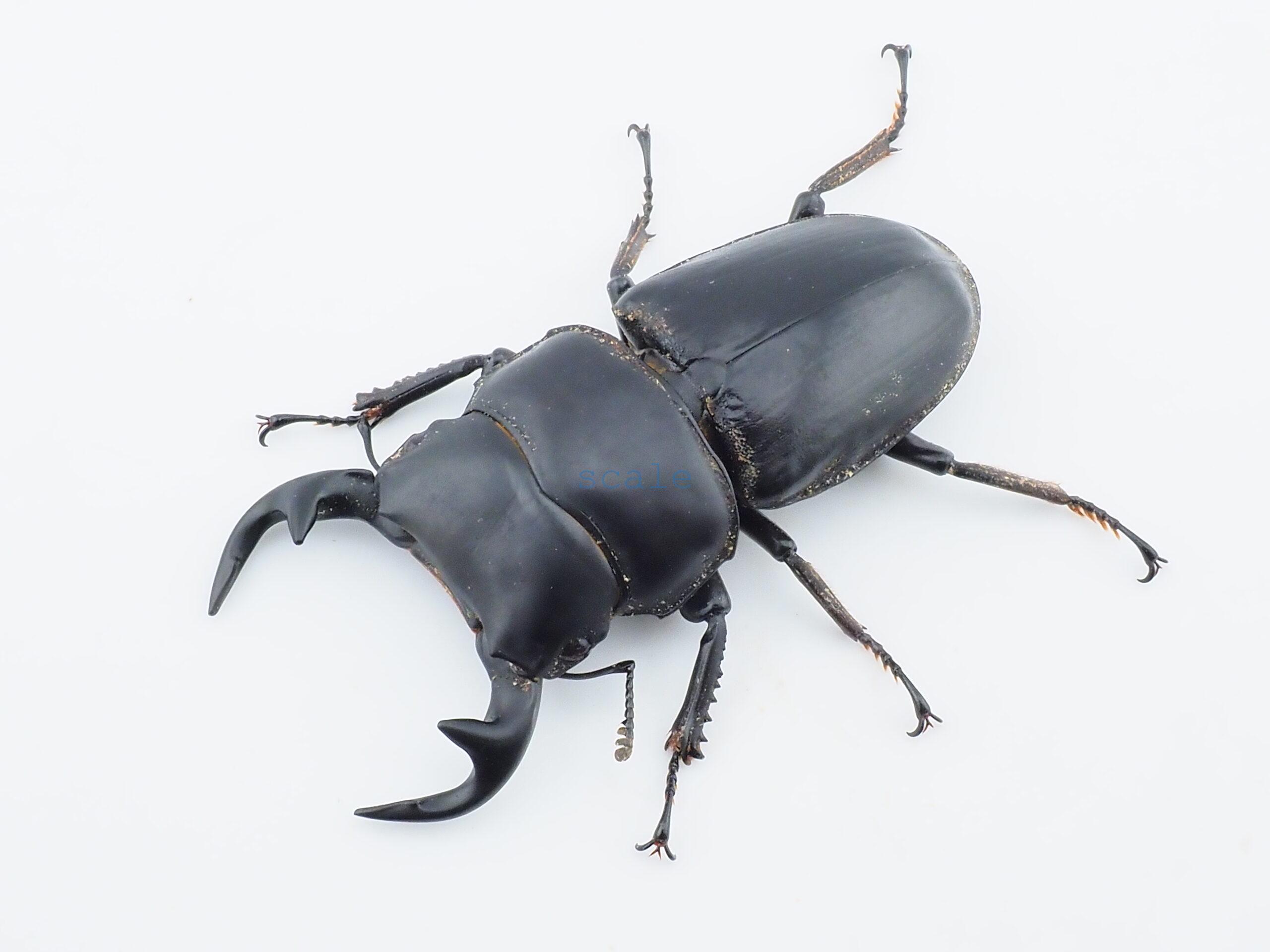 Dorcus grandis grandis2